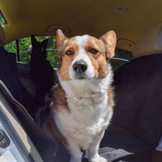 a dog sitting in the back seat of a car next to a black and white cat