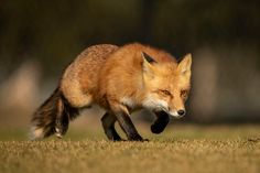 a red fox running across a field with it's front paws in the air