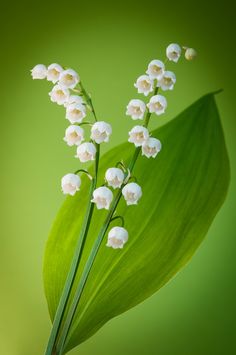 white flowers are growing on a green leaf