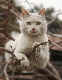 a white cat sitting on top of a tree branch with its paw up to the camera