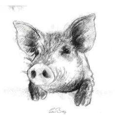 a black and white drawing of a pig's head with its nose up to the camera