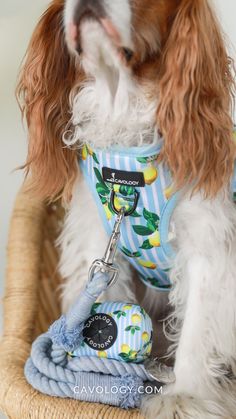 a brown and white dog sitting in a basket wearing a blue striped shirt with lemons on it