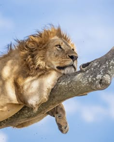 a lion laying on top of a tree branch with its head resting on it's paw