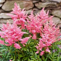 pink flowers are blooming in front of a stone wall