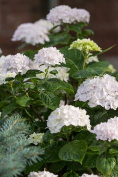 white flowers with green leaves in front of a brick building