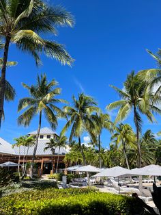 palm trees line the beach with lounge chairs and umbrellas