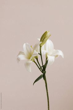 a white flower is in a vase on a pink tablecloth and the background is off - white