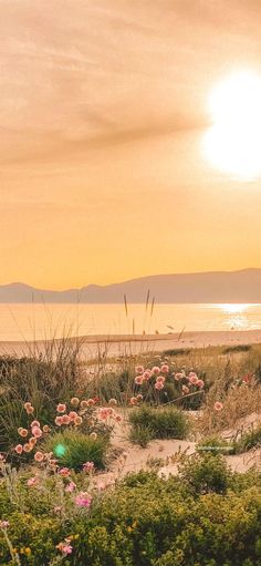 the sun is setting over the beach with pink flowers and green plants in front of it