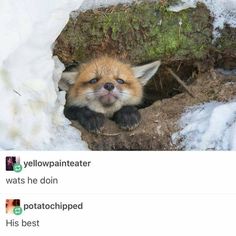 an image of a fox in the snow on instagrams with caption below