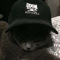 a gray cat wearing a black room records hat