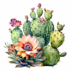 a watercolor painting of cactus and succulents