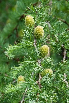 pine cones on the needles of a tree