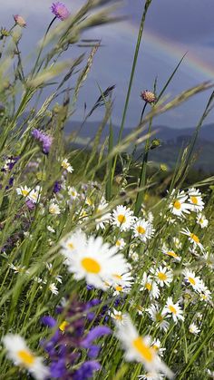 wildflowers and daisies in the foreground with a rainbow in the background