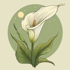 Calla Lily Tattoo Artistic Design Lily Tattoo Designs, Calla Lily Art, Lady Slipper Flower, Tattoo Artistic, Lily Tattoo Design