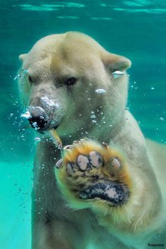 a polar bear swimming in the water with its paw under water bubbles and looking at the camera