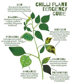 a diagram showing the different parts of a plant's life cycle, including leaves and flowers