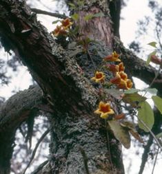 yellow flowers growing on the bark of a tree