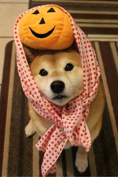 a dog with a pumpkin hat on its head