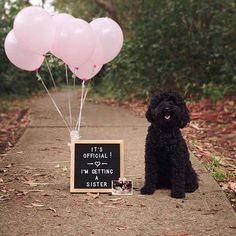 a black poodle sitting next to a chalkboard sign with pink balloons on it