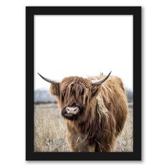 an animal with long horns standing in the middle of a grass covered field and looking at the camera