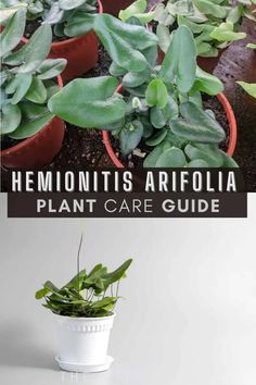 plants in pots with the words hemoninitis arifolia plant care guide