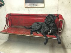 a large black dog laying on top of a red bench