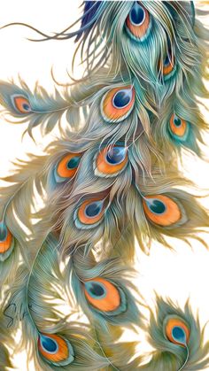 an image of peacock feathers on a white background