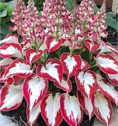 red and white flowers in a pot on the ground