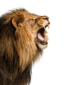 an adult lion roaring with its mouth wide open stock photo and royalty - free image