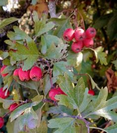 some red berries are growing on a tree