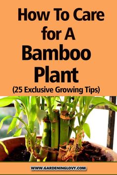 an image of how to care for a bamboo plant