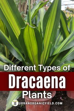 different types of dracaena plants in pots with text overlay that reads different types of dracaena plants