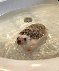 a hedgehog in a bathtub with water around it