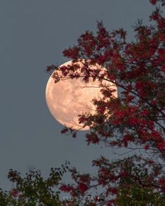 the full moon is seen through some trees