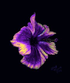 a purple and yellow flower on a black background