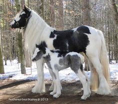 a black and white horse standing next to a baby horse in the snow near trees