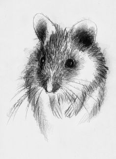 a black and white drawing of a rat looking at the camera with one eye open