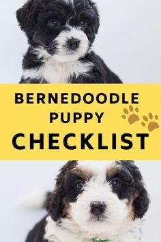 two puppies sitting next to each other with the words bernedoodle puppy checklist above them