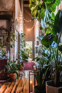 a room filled with lots of potted plants on top of wooden flooring next to a doorway