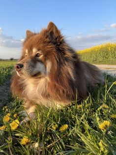 a brown and white dog laying on top of a lush green field next to yellow flowers