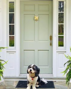 a black and white dog sitting in front of a green door with potted plants