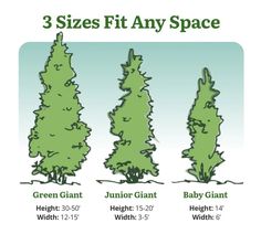 three trees are shown with different sizes and colors