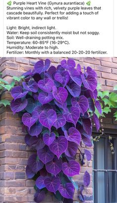 purple flowers growing on the side of a brick building with text describing how to use it