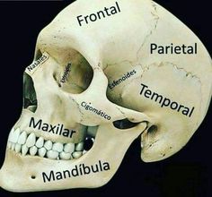 a human skull with bones labeled in different languages