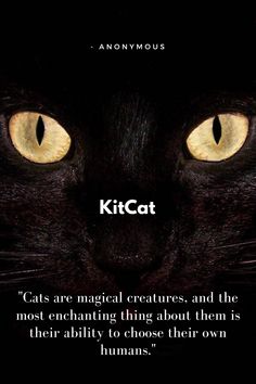 a black cat with yellow eyes and the words kitcat on it's forehead