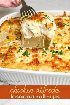 chicken alfredo lasagna roll - ups in a casserole dish with a fork