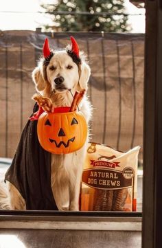 a dog dressed up as a devil holding a pumpkin