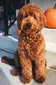 a brown dog sitting on steps next to pumpkins