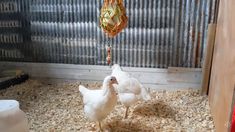 two white chickens in a cage eating food from a hanging bird feeder that is attached to a chain