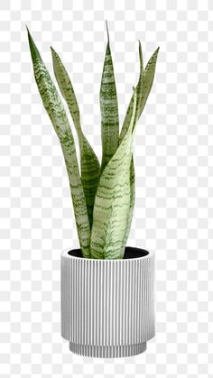 a potted plant with green leaves in it, on a white and black background